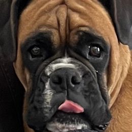 Pepper - Boxer