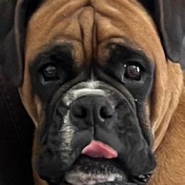 Pepper - Boxer