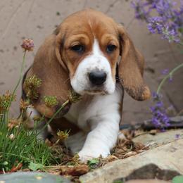 Millie - Black brown and white female Basset Hound puppy in Idaho from Welcome Home Bassets