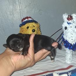 Boy 2 - Black and tan male Shih Tzu puppy in Birmingham, Alabama from K&D kennels