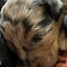 Girl 2 - Aussiedoodle puppy in Clyde, Texas from W7 Doodles