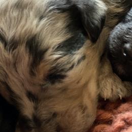Girl 2 - Aussiedoodle puppy in Clyde, Texas from W7 Doodles