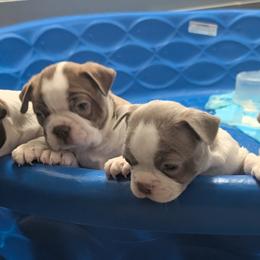 Boston Terriers from Jeff Jones