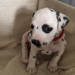 Red - White and black female Dalmatian puppy in Scarsdale, New York from Jewels and Spots Dalmatians