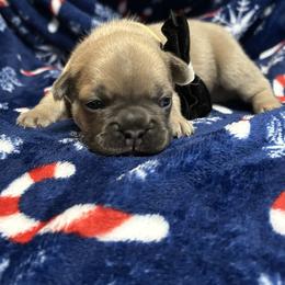 Warren - Blue male French Bulldog puppy in Peru, Indiana from Angie's Little Bostons And Frenchies