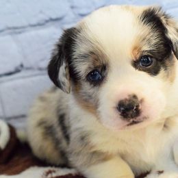 Noelle - Cardigan Welsh Corgi puppy from Star N Cardigan Corgis