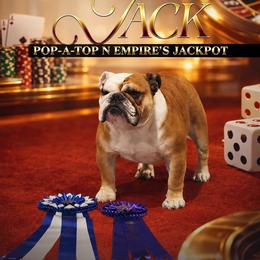 Jack - Red and white male Bulldog puppy in Kirbyville, Texas from Empire Bulldogs & French Bulldogs