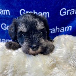 Reserved - Black and silver female Miniature Schnauzer puppy in Comer, Georgia from Water Oak Farm