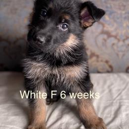 White collar girl - Black and red female German Shepherd puppy in Coleta, Illinois from Four Leaf Farm- Vom Vierblättriges Bauernhof