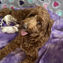 Sophie - Australian Labradoodle