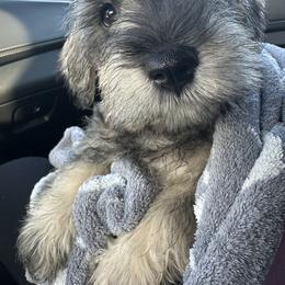 Miniature Schnauzer All Grown Up from Good Shepherd K9 Initiative