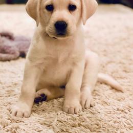 Girl 6 - Yellow Labrador Retriever puppy in Hutto, Texas from Texas Bluebonnet Labs