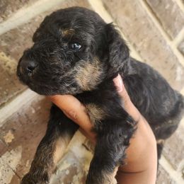 Boy 2 - Black phantom Aussiedoodle puppy in San Antonio, Texas from Av’s Poodles and Doodles