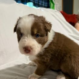 Red turquoise - Red tri-color male Australian Shepherd puppy in Lynnville, Indiana from Moonlightaussies