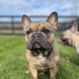 Rigatoni - French Bulldog