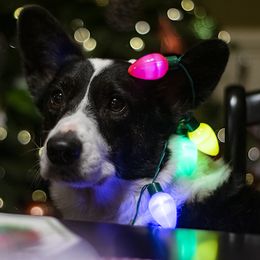 Cardigan Welsh Corgi All Grown Up from Shinra Cardigan Welsh Corgis