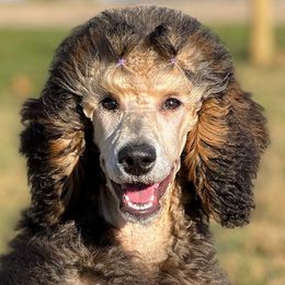 Poodles from Cedar Ridge Standard Poodles