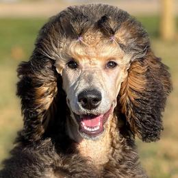 Poodles from Cedar Ridge Standard Poodles