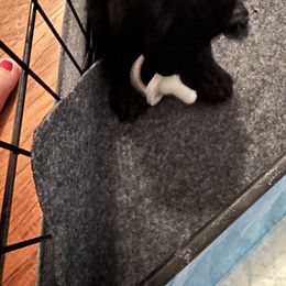 Poodle Puppies from Cano Homestead Poodles