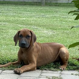 Blaze - Rd whtn blk nose male Rhodesian Ridgeback puppy in Montgomery, Texas from Timber Ridge Kennels