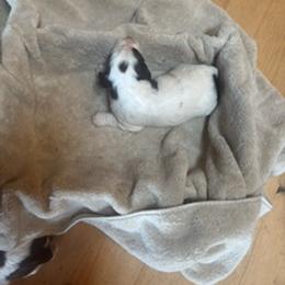 Talas - Liver and white male English Springer Spaniel puppy in Readstown, Wisconsin from Gunner Spaniel