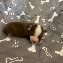 Boy 2 - Red tri-color male Miniature American Shepherd puppy in Iola, Kansas from Elm Creek Mini’s