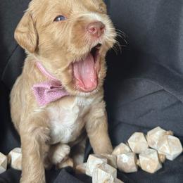 Romeo - Caramel cream male Australian Labradoodle puppy in Dawson, Georgia from Still Pond Australian Labradoodles