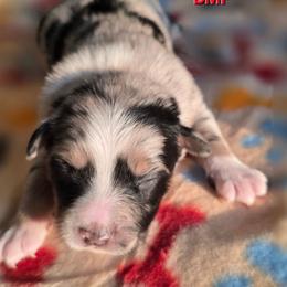 Cupcake - Blue merle female Miniature Australian Shepherd puppy in East Berlin, Pennsylvania from Stoney Point Frenchies & Mountain Top Shepherds