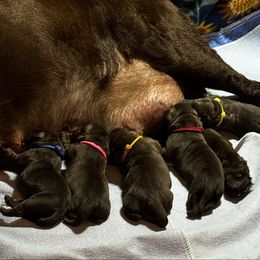 Gold - Chocolate male Labrador Retriever puppy in Malabar, Florida from Mythic Labradors, LLC