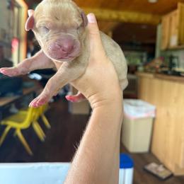 Light purple collar - Merle female Great Dane puppy in Corsica, Pennsylvania from Ferguson Family Danes LLC