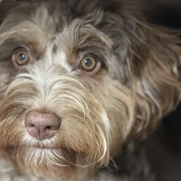 Aussiedoodles, Bernedoodles, Miniature Australian Shepherds, and Toy Australian Shepherds from P3 Kennel