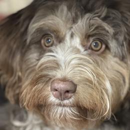 Aussiedoodles, Bernedoodles, Miniature Australian Shepherds, and Toy Australian Shepherds from P3 Kennel