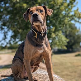 Willow - Catahoula Leopard Dog