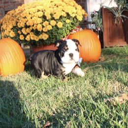 Libby - Black tri-color female Bulldog puppy in Ben Lomond, Arkansas from Miesha Carver's Bulldogs