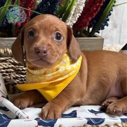Kalamata (Red) - Red female Dachshund puppy in Fayetteville, West Virginia from Loop Creek Dachshunds