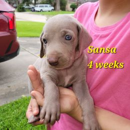 Sansa - Gray female Weimaraner puppy in Kingwood, Texas from Desert Rose Weimaraners
