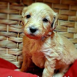 Chopper - Apricot male Goldendoodle puppy in Hendersonville, Tennessee from Ben's Best Buddy Goldendoodles