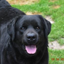 French Bulldog and Labrador Retriever Puppies from Gainesfield Labradors