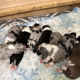 Australian Shepherd, Mastiff, and Miniature American Shepherd Puppies from Ashber Farm