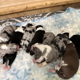 Australian Shepherd, Mastiff, and Miniature American Shepherd Puppies from Ashber Farm