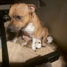 Yellow - Red female Staffordshire Bull Terrier puppy in Port Saint Lucie, Florida from Southern Staffies