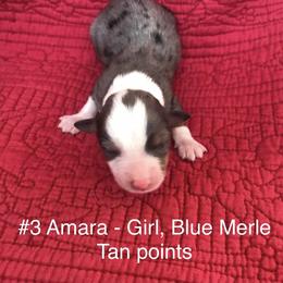Miniature Australian Shepherd Puppies from Astrids Mini/Toy Aussies