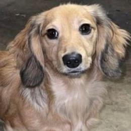 Buttas - Dachshund