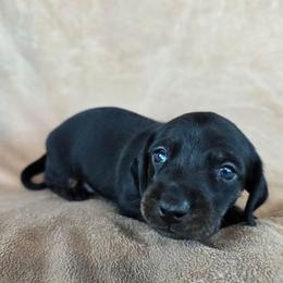 Cole - Black and tan male Dachshund puppy in Signal Mountain, Tennessee from Hot Diggity Doxens