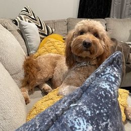 Goldendoodles from Jamison Goldendoodles