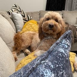 Goldendoodles from Jamison Goldendoodles