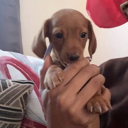 Dachshunds from Jae’s Puppy House