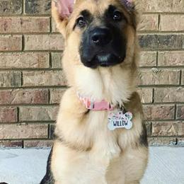 German Shepherds from Bentley’s German Shepherds