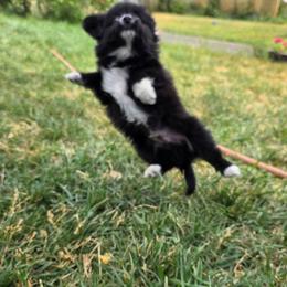 Boy 1 - Black and white male Companion Cross puppy in Davenport, Washington from Lovely Ladies and Little Asses Miniature Equines (L3A Pomeranians & Papillons)