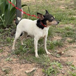 Toy Fox Terrier All Grown Up from Foxridge Farms
